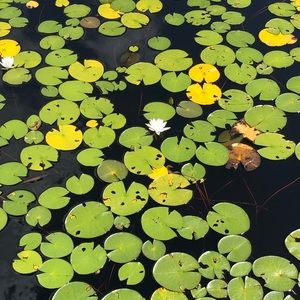 Meet your Posher, Alece